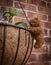Miniature teddy bear clinging to a hanging basket