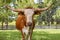 Miniature Texas longhorn
