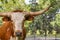 Miniature Texas longhorn cow