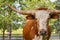 Miniature Texas longhorn cow