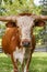 Miniature Texas Longhorn cow