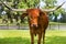 Miniature Texas longhorn cow