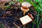 Miniature toy bed under a canopy of mushrooms