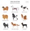 Miniature toy dog breeds collection isolated on white. Flat