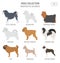 Miniature toy dog breeds collection isolated on white. Flat style