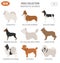 Miniature toy dog breeds, set icon isolated on white . Flat style