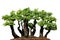 Miniature tree, bonsai, isolated on white background