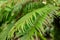 Miniature tree fern or Blechnum Gibbum plant in Saint Gallen in Switzerland