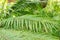 Miniature tree fern or Blechnum Gibbum plant in Saint Gallen in Switzerland