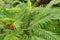 Miniature tree fern or Blechnum Gibbum plant in Saint Gallen in Switzerland