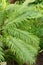 Miniature tree fern or Blechnum Gibbum plant in Saint Gallen in Switzerland