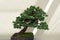 Miniature tree of pinus parviflora bonsai