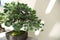 Miniature tree of pinus parviflora bonsai