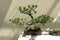 Miniature tree of pitch pine bonsai