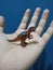 Miniature tyrannosaurus rex, children& x27;s toy