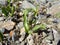 A miniature unopened inflorescence with juicy green leaves grows among small stones overgrown with colored lichen