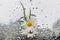 Miniature vase with a small bouquet of daisy flowers and a branch with acorns