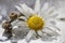 Miniature vase with a small bouquet of daisy flowers and a branch with acorns