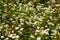 Miniature white daisies on a green background.