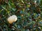 Miniature white gourd pumpkin on leaf hedge