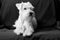 Miniature white schnauzer on armchair