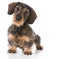 Miniature wirehaired dachshund