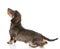 Miniature wirehaired dachshund