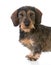 Miniature wirehaired dachshund