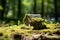 Miniature wooden house made of natural materials found in forest. Tiny eco cabin covered with moss on a backdrop on trees. Ecology