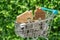 Miniature wooden house in mini shopping cart with full of coins
