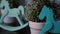 Miniature wooden rocking horse toy and a flowerpot on a wooden shelf