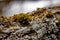 A Miniature World Of Moss and Lichen On A Fallen Tree