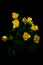 Miniature yellow bush roses on black background