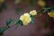 Miniature yellow rose