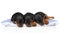 Miniature Zwerg Pinscher puppies sleeping