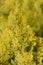 Minima Aurea False cypress