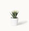Minimal cactus in pot on white background