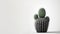 Minimal cactus on white background with copy space. Graphic design illustration