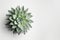 Minimal cactus on white background with copy space. Graphic design illustration