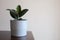 Minimal creative home decor concept of young Ficus Elastica tree in grey pot.