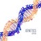 Minimal dna helix flat illustration on the white background