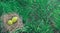 Minimal Easter banner. Two yellow colored eggs lying on nest on green lawn in nature. Easter egg hunt