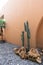 Minimal empty space scene with brown painted wall and  artificial cactus with rock setting for photoshoot in natural light scene