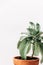 Minimal lifestyle concept, Sharp pointed agave plant leaves