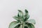 Minimal lifestyle concept, Sharp pointed agave plant leaves,