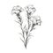 Minimal Line Drawing Of Carnation Snapdragon Flowers