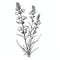 Minimal Line Drawing Of Lavender Snapdragon Flowers