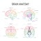 Minimal neuroscience infographic on white. Human brain lobes and functions illustration. Brain anatomystructure sections