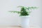 Minimal plant tree with Feroniella lucida , small trees in white pots for decoration in home garden