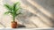 Minimal product placement background with green plant and shadow on the wall